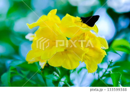 Trumpet vine, Yellow bell or Yellow elder or tecoma stans or yellow flower 133599388
