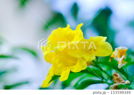 Trumpet vine, Yellow bell or Yellow elder or tecoma stans or yellow flower 133599389