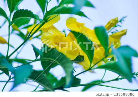 Trumpet vine, Yellow bell or Yellow elder or tecoma stans or yellow flower Trumpet vine, Yellow bell or Yellow elder or tecoma stans or yellow flower 133599390