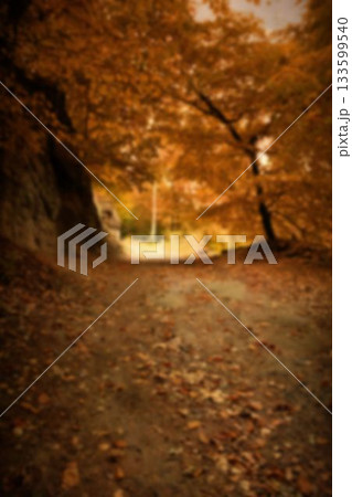 Leaves on road by trees during autumn 133599540