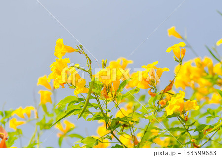 Trumpet vine, Yellow bell or Yellow elder or tecoma stans or yellow flower 133599683