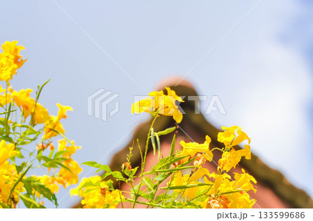 Trumpet vine, Yellow bell or Yellow elder or tecoma stans or yellow flower Trumpet vine, Yellow bell or Yellow elder or tecoma stans or yellow flower 133599686