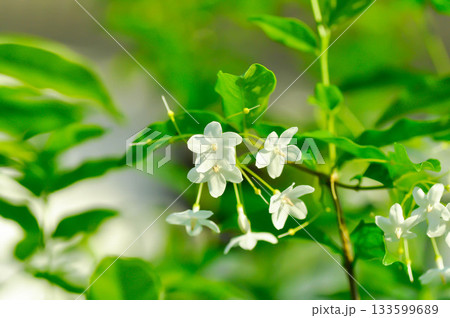Wrightia religiosa ,APOCYNACEAE with white flower Wrightia religiosa ,APOCYNACEAE with white flower 133599689