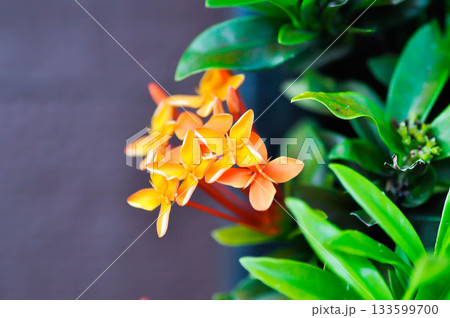Ixora chinensis Lamk, Ixora spp or Zephyranthes or West Indian Jasmine and orange flower Ixora chinensis Lamk, Ixora spp or Zephyranthes or West Indian Jasmine and orange flower 133599700