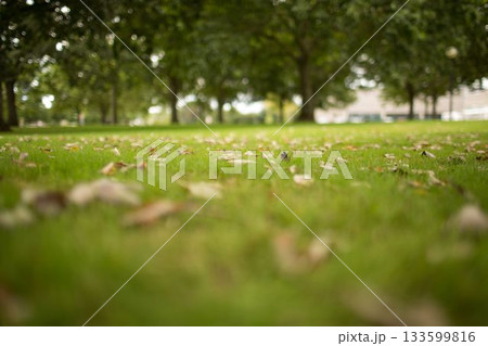 Image of a park with trees 133599816