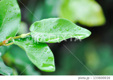 ficus pumila or climbing fig or MORACEAE and rain droplet 133600016