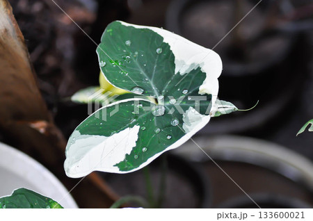 Albomarginata, Araceae or Schott or Xanthosoma sagittifolium or XANTHOSOMA or Mickey Mouse Plant and rain droplet Albomarginata, Araceae or Schott or Xanthosoma sagittifolium or XANTHOSOMA or Mickey Mouse Plant and rain droplet 133600021