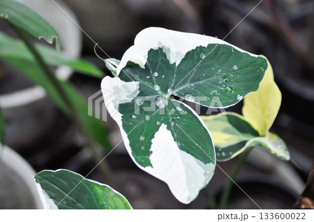 Albomarginata, Araceae or Schott or Xanthosoma sagittifolium or XANTHOSOMA or Mickey Mouse Plant and rain droplet Albomarginata, Araceae or Schott or Xanthosoma sagittifolium or XANTHOSOMA or Mickey Mouse Plant and rain droplet 133600022