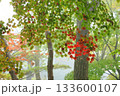 紅葉し始めたハウチワカエデ 133600107