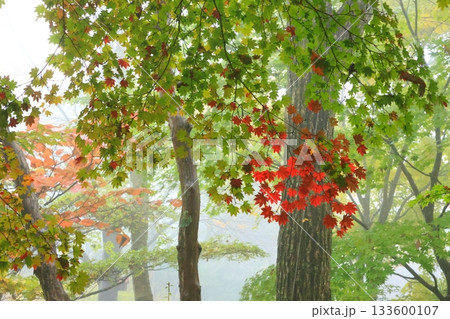 紅葉し始めたハウチワカエデ 紅葉し始めたハウチワカエデ 133600107