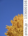 秋晴れの空を背景に輝く黄葉の銀杏の木 133600108