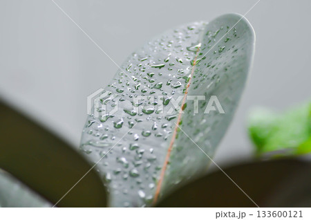 assam rubber or Ficus elastica Black Prince, Ficus elastica Roxb ex Hornem or India rubber fig or moraceae or rubber plant and rain droplet 133600121