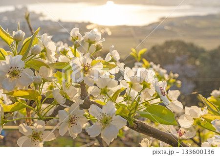 二十世紀梨の花（鳥取県湯梨浜町） 133600136