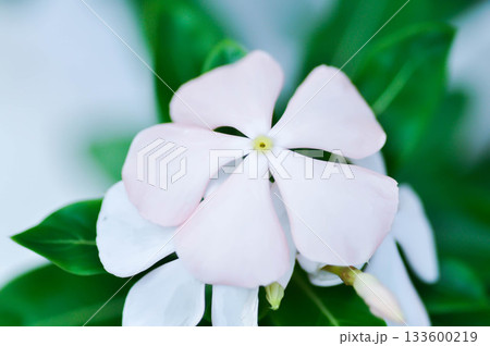 ludwigia adscendens , West Indian paeriwinkle or Catharanthus roseus or Vinca or Old maid or Madagasgar periwinkle or white flower 133600219