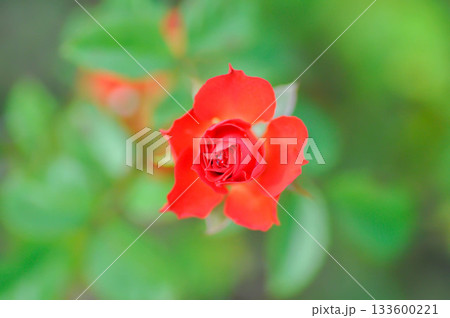 briosa rose , red rose or Garden roses , zaide rose or William Christie Rose or Mary Rose or Rosa damascena Mill or Rose or Damask rose or Rosaceae briosa rose , red rose or Garden roses , zaide rose or William Christie Rose or Mary Rose or Rosa damascena Mill or Rose or Damask rose or Rosaceae 133600221