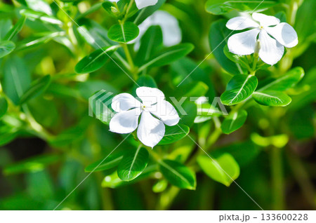 ludwigia adscendens , West Indian paeriwinkle or Catharanthus roseus or Vinca or Old maid or Madagasgar periwinkle or white flower ludwigia adscendens , West Indian paeriwinkle or Catharanthus roseus or Vinca or Old maid or Madagasgar periwinkle or white flower 133600228