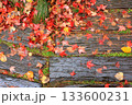 雨に濡れる紅葉したカエデの葉 133600231