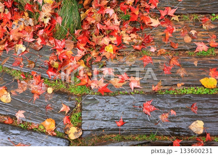 雨に濡れる紅葉したカエデの葉 133600231