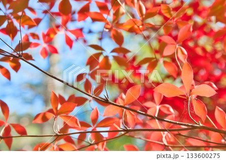 真っ赤な紅葉 133600275