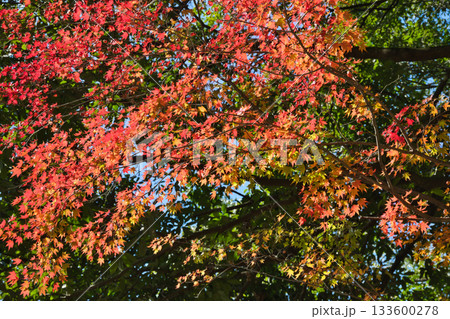 紅葉したもみじ 133600278