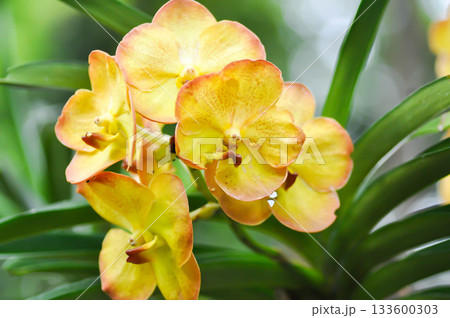 ascocenda, Ascocenda Vanda or orchid or vanda or yellow orchid 133600303