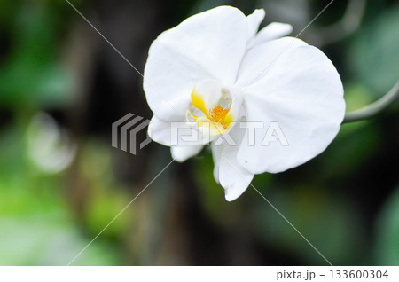 Moon Orchid, moth orchid or Phalaenopsis or Phalaenopsis amabilis or white flower or white orchid 133600304
