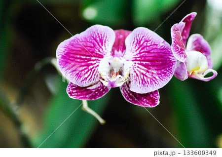 Doritaenopsis, Doritis or  enopsis or Moon Orchid or moth orchid or Phalaenopsis or  Phalaenopsis amabilis or Phalaenopsis Orchid flower, Pink Phala or Pink Phalaenopsis orchid flower 133600349