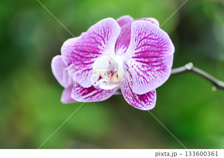 Doritaenopsis, Doritis or  enopsis or Moon Orchid or moth orchid or Phalaenopsis or  Phalaenopsis amabilis or Phalaenopsis Orchid flower, Pink Phala or Pink Phalaenopsis orchid flower 133600361