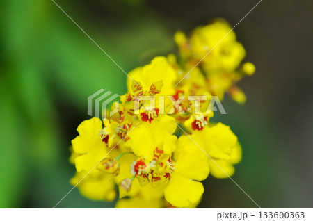 Dancing lady orchid, O flexuosum x O sphacelatum or  Oncidium or Oncidium sp Goldiana or  oncidium varicosum, Oncidium Variety Goldiana or orchidaceae 133600363