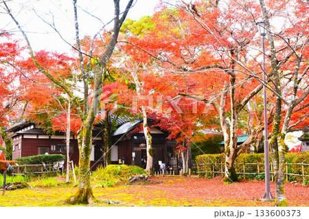 紅葉の新潟県長岡市もみじ園風景 133600373