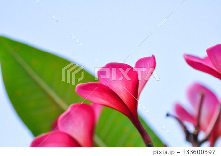 frangipani, frangipani flower or pagoda tree or temple tree with fowers or pink flower 133600397