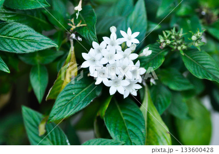 Pentas lanceolata , Egyptian star cluster or RUBIACEAE or Egyptian starcluster or Starflower or White Egyptian starcluster flowers 133600428