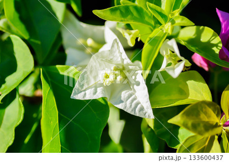 Bougainvillea or paper flower , white paper flower or white flower 133600437