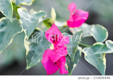 Bougainvillea or paper flower , pink paper flower or fuchsia color flower 133600446
