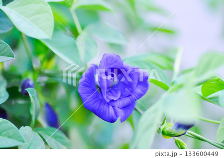 pigeon wings, Blue pea vine or Clitoria ternatea or butterfly pea , blue pea flower or purple flower pigeon wings, Blue pea vine or Clitoria ternatea or butterfly pea , blue pea flower or purple flower 133600449