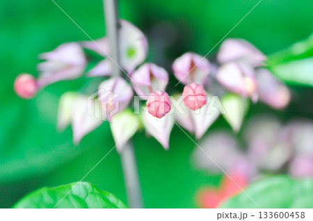 Bleeding heart vine or Clerodendrum thomsoniae Balf or Bag flower or LAMIACEAE or red flower or pink flower Bleeding heart vine or Clerodendrum thomsoniae Balf or Bag flower or LAMIACEAE or red flower or pink flower 133600458