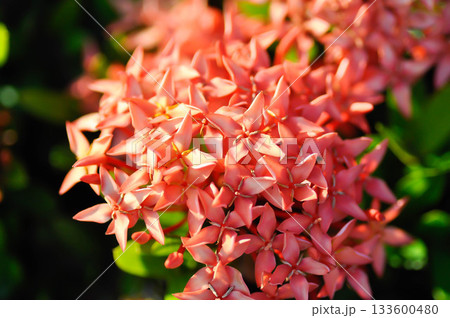 Ixora chinensis Lamk, Ixora spp or Zephyranthes or West Indian Jasmine or red Ixora Ixora chinensis Lamk, Ixora spp or Zephyranthes or West Indian Jasmine or red Ixora 133600480