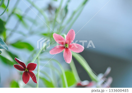 Rangoon Creeper, Chinese honey Suckle or Drunken sailor or Combretum indicum plant or pink flower 133600485