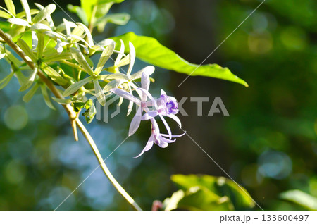 Sandpaper vine, Purple wreath or Queens wreath or purple flower 133600497