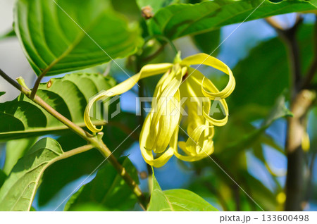 Cananga odorata, ANNONACEAE or Ylang-ylang Tree or Fragrant Cananga or yellow flower Cananga odorata, ANNONACEAE or Ylang-ylang Tree or Fragrant Cananga or yellow flower 133600498
