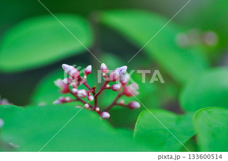 Averrhoa carambola  L, Averrhoaceae or  Carambola or  Oxalidaceae or Star Apple flower or Star Fruit with flowers 133600514