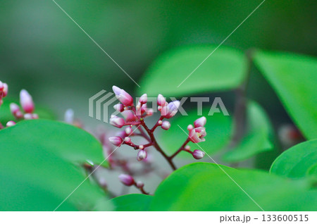 Averrhoa carambola  L, Averrhoaceae or  Carambola or  Oxalidaceae or Star Apple flower or Star Fruit with flowers 133600515