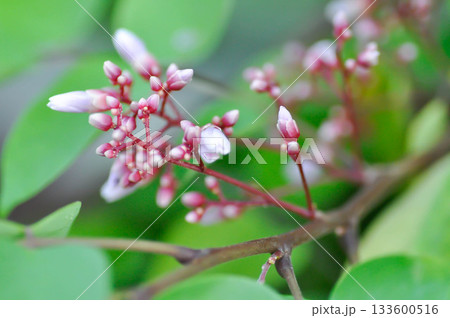 Averrhoa carambola L, Averrhoaceae or Carambola or Oxalidaceae or Star Apple flower or Star Fruit with flowers Averrhoa carambola L, Averrhoaceae or Carambola or Oxalidaceae or Star Apple flower or Star Fruit with flowers 133600516