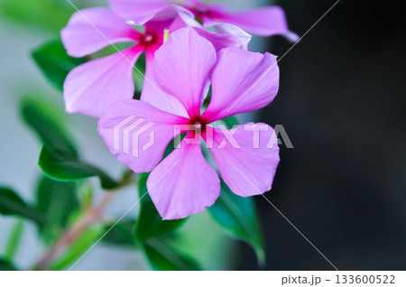 Catharanthus roseus G Don ,APOCYNACEAE or Madagascar periwinkle or Vinca or Old maid or purple flower 133600522