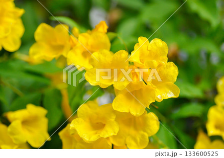 Trumpet vine, Yellow bell or Yellow elder or Tecoma stans and yellow flower 133600525