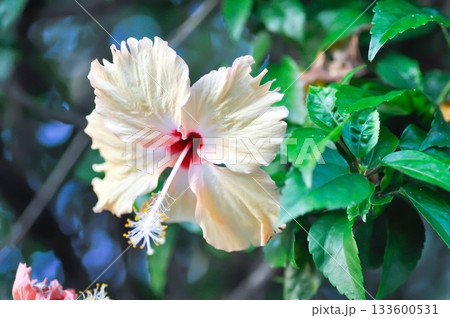 Chinese rose or Hibiscus or Hibiscus rosa sinensis or Hibisceae or Malvaceae , white hibiscus or cream hibiscus Chinese rose or Hibiscus or Hibiscus rosa sinensis or Hibisceae or Malvaceae , white hibiscus or cream hibiscus 133600531