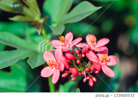 Cotton leaved jatropha, EUPHORBIACEAE or Jatropha integerrima or Jatropha integerrima Jacq or Peregrina or Spicy jatropha or pink flower or fuchsia flower Cotton leaved jatropha, EUPHORBIACEAE or Jatropha integerrima or Jatropha integerrima Jacq or Peregrina or Spicy jatropha or pink flower or fuchsia flower 133600533