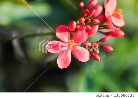 Cotton leaved jatropha, EUPHORBIACEAE or Jatropha integerrima or Jatropha integerrima Jacq or Peregrina or Spicy jatropha Cotton leaved jatropha, EUPHORBIACEAE or Jatropha integerrima or Jatropha integerrima Jacq or Peregrina or Spicy jatropha 133600535