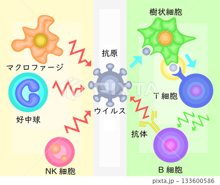 自然免疫と獲得免疫　イラスト　日本語 133600586