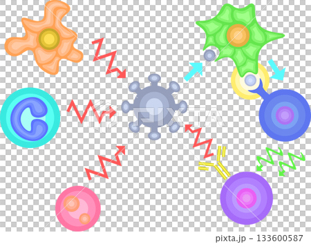 無背景的先天免疫與適應性免疫示意圖 133600587